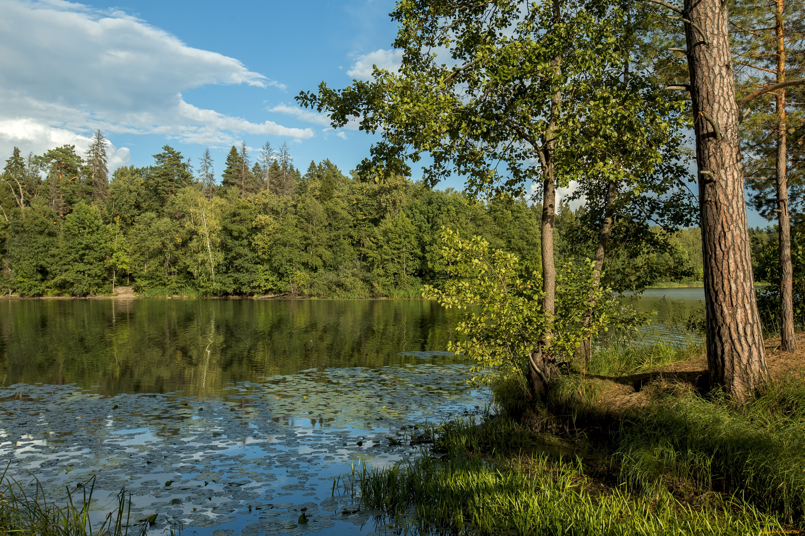 Лес в стоячей воде смешанной